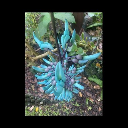 Phoenix Garden Pahoa Exteriör bild